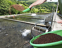 水产饲料